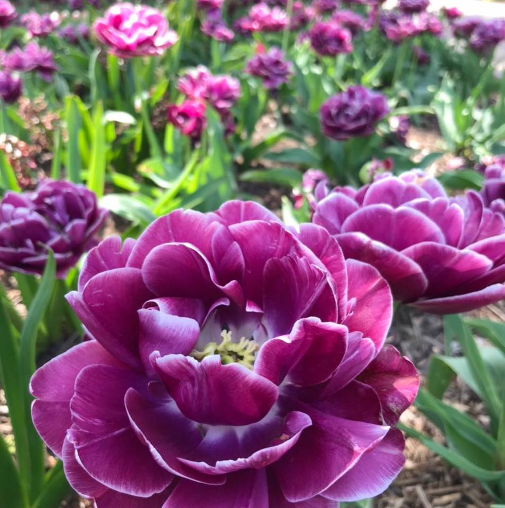 Meet your Posher, Lori